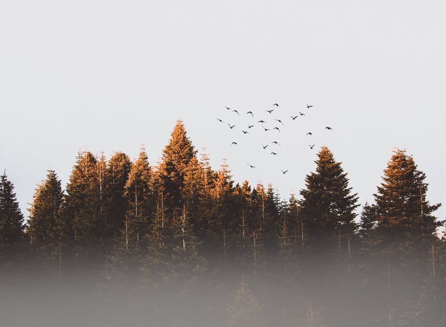 Foxcroft: Broken Compass